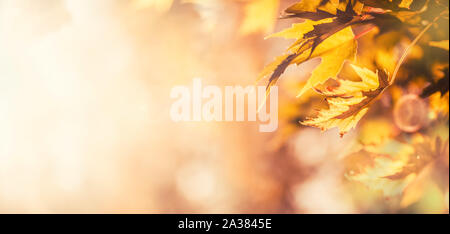 Herbstlaub abstrakt Panoramablick banner Soft Focus Hintergrund Stockfoto