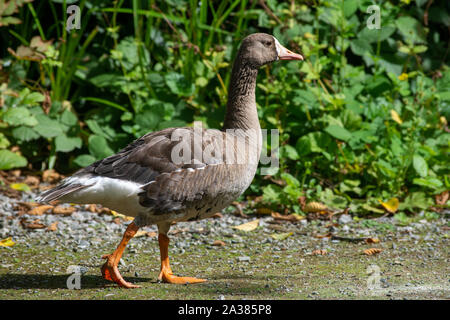 Die Graugans (Anser anser) ist eine Pflanzenart aus der Gattung der großen Gans in der wasservögel Familie Entenvögel wandern entlang der shorline in Kanada. Stockfoto