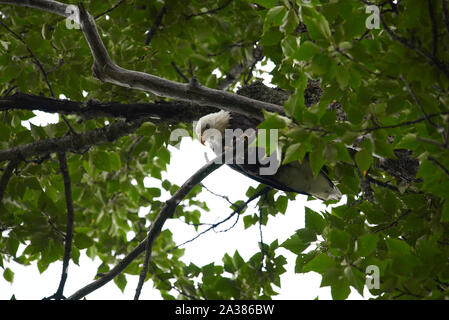 Weißkopfseeadler sitzt auf einem Baum und schaut genervt auf den Fotografen direkt unten. Stockfoto