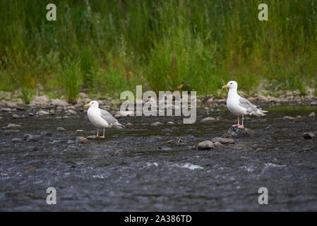 Farbenfrohe Ansicht von zwei Möwen, die auf kleinen Steinen im flachen, blauen Wasser des Anchor River stehen Stockfoto