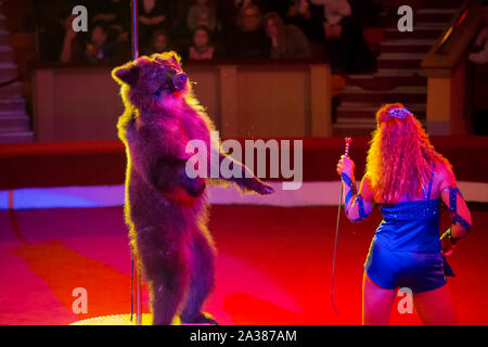 Belarus, Gomil, 16. Februar 2019. Zirkus. Programm Bravo Bravissimo. Ein ausgebildeter Bären im Zirkus. Tier in der Arena Stockfoto