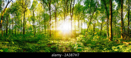 Sonnenuntergang im Wald Stockfoto