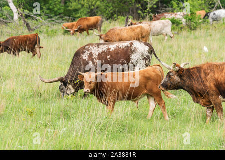 Texas Longhorn am Wichita Mountains National Wildlife Refuge in der Nähe von Lawton, Oklahoma Stockfoto