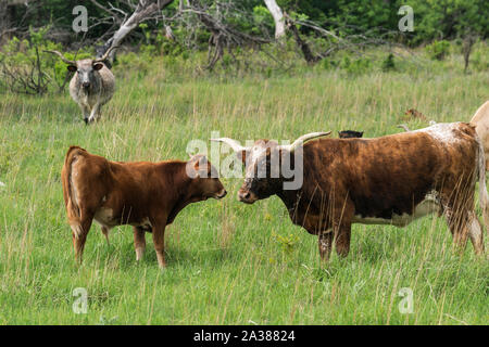 Texas Longhorn am Wichita Mountains National Wildlife Refuge in der Nähe von Lawton, Oklahoma Stockfoto