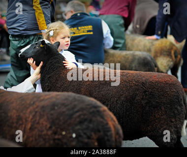 Masham Schafe Fair North Yorkshire England Großbritannien Stockfoto