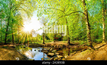 Wald im Sommer mit Bach und Sonne Stockfoto