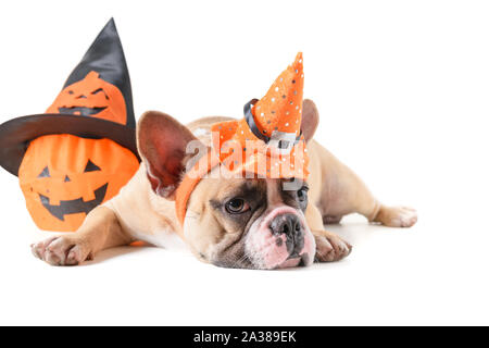 Porträt der Französischen Bulldogge mit Hut halloween auf weißem Hintergrund, halloween Tag Konzept Stockfoto