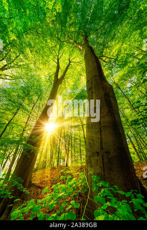 Zwei imposante Buchen im Wald bei strahlendem Sonnenschein Stockfoto