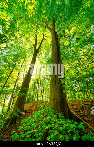 Zwei große Bäume im Wald Stockfoto