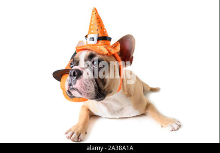 Portrait von niedlichen Französische Bulldogge mit Hut halloween auf weißem Hintergrund, halloween Tag Konzept Stockfoto