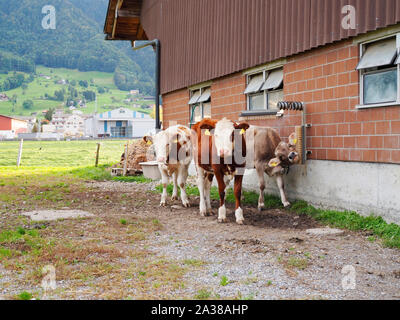 Red Holstein und Braunvie - Kälber zweier Hausrind-Rassen auf einem Bauernhof in der Schweiz Stockfoto