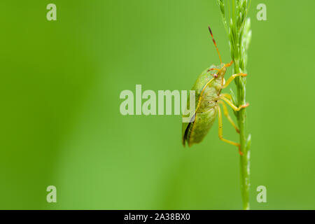 Eine Nahaufnahme von einem grünen Schild Bug (Palomena prasina) auf einem Gras Stammzellen in der Ebbor Gorge National Nature Reserve in der Mendip Hills in Somerset, England. Stockfoto