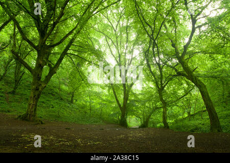 Buche Bäume im Frühling in der Hoffnung Holz in der Ebbor Gorge National Nature Reserve, Mendip Hills in Somerset, England. Stockfoto