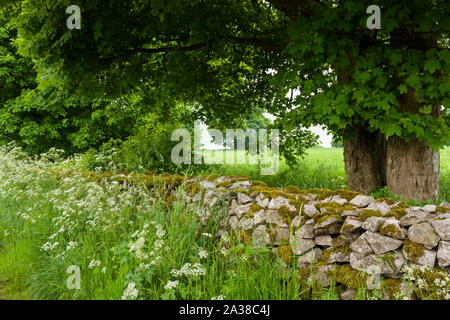 Eine typische Trockenmauer aus Kalkstein unter Platanen in der Mendip Hills National Landscape, Somerset, England. Stockfoto