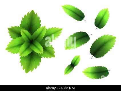 Frische Minze Blatt. Realistische 3D-Vektor Minzeblättchen. Gesunde Aroma. Spearmint grüne Blätter. Auf weissem Hintergrund. Vektor Stock Vektor