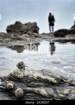 Krabben und Schnecken wachsen auf Felsen mit Frau im Hintergrund, Saint Hilaire de Riez Strand, Vendee, Frankreich Stockfoto