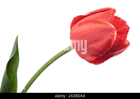 Einzelne rote Tulpe mit Fransen auf weißem Hintergrund Stockfoto