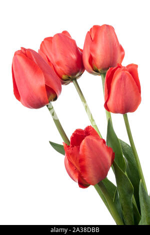 Fünf rote Tulpen auf weißem Hintergrund Stockfoto