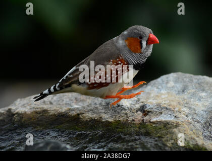 Springen Zebra Finch Taeniopygia guttata in der Luft Stockfoto