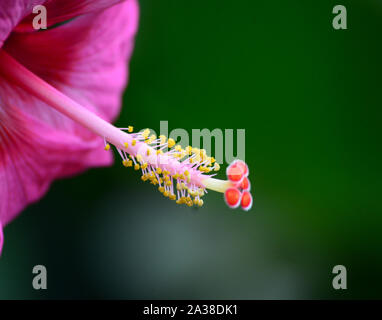 Schöne rosa Chinesischen Hibiscus / Hibiscus rosa-sinensis/Shoeblackplant/Hawaiian Hibiscus mit großen Staubgefäßen/Antheren Stockfoto