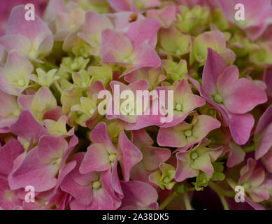 Schöne rosa, weiß und gelb Hortensienblüten Stockfoto