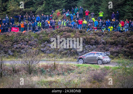 Kris Meeke (Nordirland) leitet eine Masse der Zuschauer auf der Bühne Myherin von Wales Rally GB2019 Stockfoto