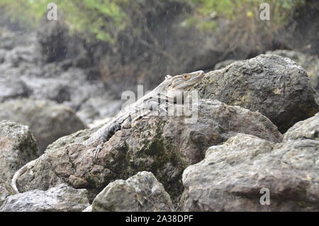 Leguan auf den Felsen am Strand, Costa Rica Stockfoto