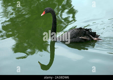 Schwarzer Schwan, der in einem Fluss, Indonesien Stockfoto