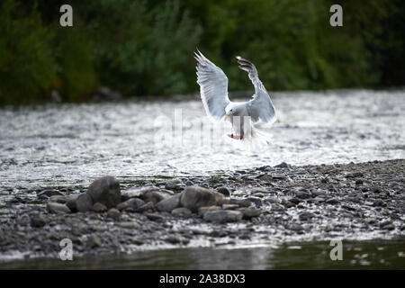 Künstlerische Flügelposition einer Möwe, die auf Kies im Anchor River landet. Stockfoto