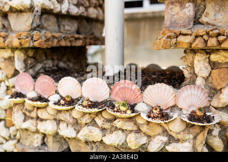 Eine Nahaufnahme von Muscheln und Sukkulenten in Jules Senis des Jardin Rosa Mir in La Croix-Rousse Viertel der Vierten arrondissement Lyon, Frankreich. Stockfoto