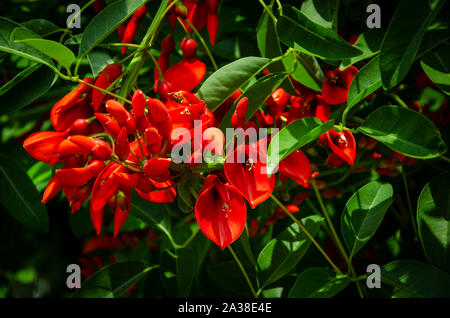 Nahaufnahme der blühenden Indian Coral Tree oder erythria rote Blumen Stockfoto