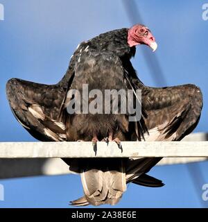 Türkei Geier mit ausgebreiteten Flügeln, Colorado, United States Stockfoto