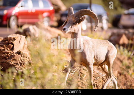 Desert Bighorn Ram von einem Auto gefüllt Straße, Zion National Park, Utah, United States Stockfoto