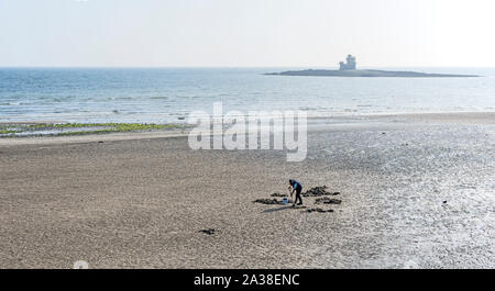 Mann graben Würmer aus Sand auf Douglas Beach, Insel Man mit Turm der Zuflucht im Hintergrund an einem sonnigen Tag Stockfoto