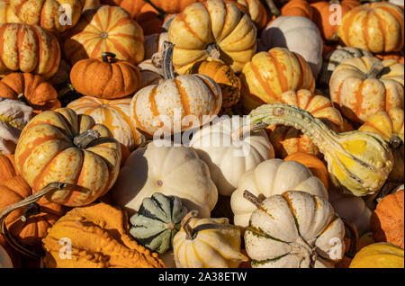 Kürbisse und Kürbisse auf Landwirt angezeigt, perfekt für den Herbst Urlaub Dekoration. Stockfoto