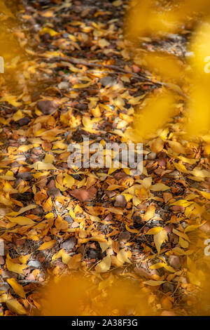 Bunte (bunte) Herbstblätter auf dem Boden Stockfoto
