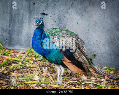 Pfau Pfau Stockfoto