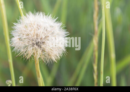 Close-up ein Löwenzahn im Gras wächst, Spanien Stockfoto