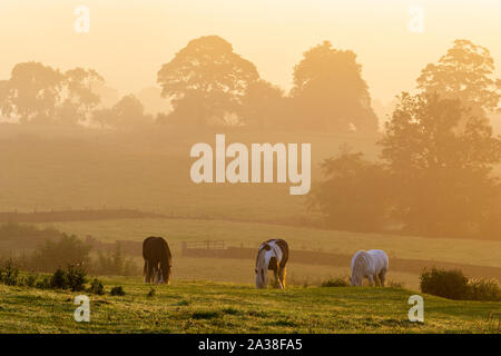 Drei Pferde mit dem Kopf nach unten essen Gras auf Carlton Lane, Yeadon, wie die aufgehende Sonne leuchtet die nebligen Landschaft mit einem goldenen Glanz. Stockfoto