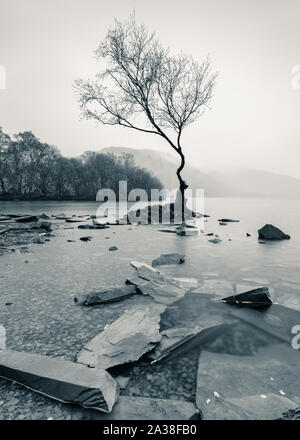 Ein einsamer Baum steht auf einer kleinen Insel von Schiefer umgeben, am Rande des Llyn Padarn, Llanberis, an einem verregneten Frühling Nachmittag. Stockfoto