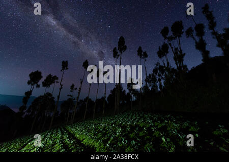 Milchstraße über einen Kohl Feld in der Nähe von Mount Bromo, Ost Java, Indonesien Stockfoto