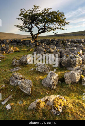 Kalkstein Pflaster Fänge im ersten Licht des Tages bei Twisleton Narbe Ende, Ingleton, Yorkshire Dales, mit einer alten Hawthorn tree brechen den Horizont. Stockfoto