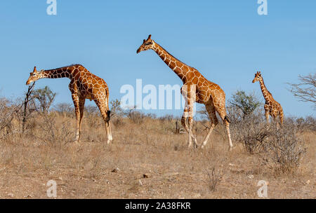 Zwei männliche und eine weibliche Netzgiraffe, Masai Mara National Reserve, Kenia Stockfoto