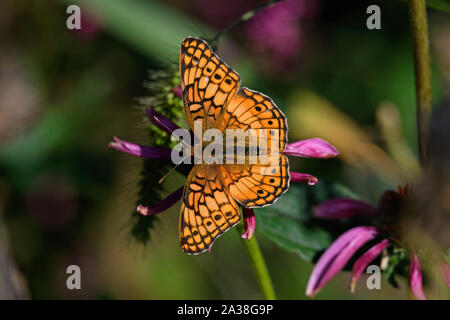 Euptoieta Claudia oder bunte fritillary auf Echinacea. Es handelt sich um eine Nord- und südamerikanische Schmetterling aus der Familie der. Stockfoto