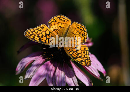 Euptoieta Claudia oder bunte fritillary auf Echinacea. Es handelt sich um eine Nord- und südamerikanische Schmetterling aus der Familie der. Stockfoto