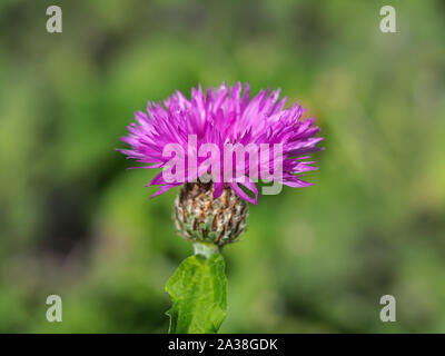 Neu bud der eine rosafarbene Kornblume (Centaurea cyanus) mit rosa Blütenblätter Stockfoto