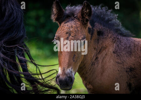 Portrait einer jungen Fohlen, Urkiola Natural Park, Durango, Vizcaya, Baskenland, Spanien Stockfoto