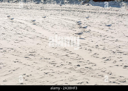 Möwe am Strand in Karwia (Polen) Stockfoto