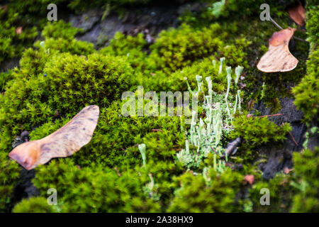 Schöne Auswahl an üppigen Moos und Flechten auf den alten hölzernen Dach im Herbst Stockfoto