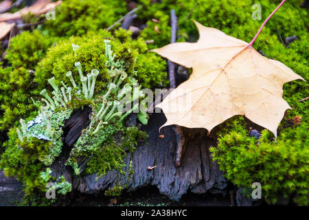 Schöne Auswahl an üppigen Moos und Flechten auf den alten hölzernen Dach im Herbst Stockfoto